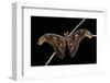 Attacus Atlas (Atlas Moth) - Male-Paul Starosta-Framed Photographic Print