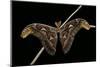 Attacus Atlas (Atlas Moth) - Male-Paul Starosta-Mounted Photographic Print