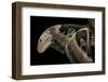 Attacus Atlas (Atlas Moth) - Wings Detail-Paul Starosta-Framed Photographic Print