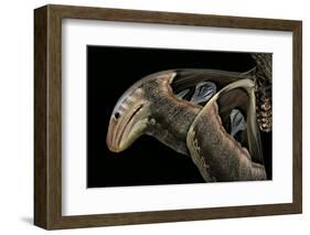 Attacus Atlas (Atlas Moth) - Wings Detail-Paul Starosta-Framed Photographic Print