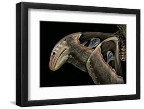 Attacus Atlas (Atlas Moth) - Wings Detail-Paul Starosta-Framed Photographic Print