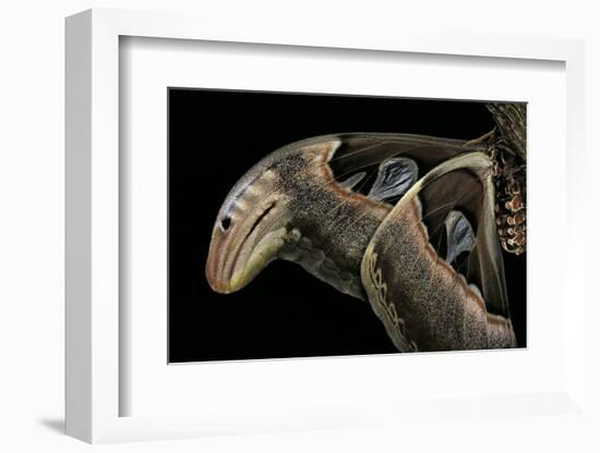 Attacus Atlas (Atlas Moth) - Wings Detail-Paul Starosta-Framed Photographic Print