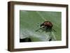 Attelabus Nitens (Oak Leaf-Roller )-Paul Starosta-Framed Photographic Print