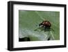 Attelabus Nitens (Oak Leaf-Roller )-Paul Starosta-Framed Photographic Print