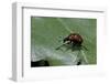 Attelabus Nitens (Oak Leaf-Roller )-Paul Starosta-Framed Photographic Print