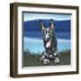 Attention Sheppard-Kim Curinga-Framed Art Print