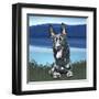 Attention Sheppard-Kim Curinga-Framed Art Print