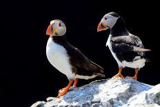 Atlantic Puffins, Farne Islands Nature Reserve, England-Attila JANDI-Photographic Print