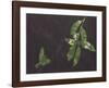 Attractive Fruit-January Flanders-Framed Giclee Print