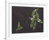 Attractive Fruit-January Flanders-Framed Giclee Print