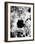 Attractive Woman at the Cannes Film Festival-Paul Schutzer-Framed Photographic Print