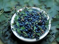 Bowl of Blueberries-ATU Studios-Photographic Print