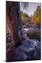 Atumn Oasis - Fall Color, Bishop Creek Canton, Eastern Sierras California-Vincent James-Mounted Photographic Print