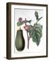 Aubergine, Botanical Plate from "Flore Des Jardins Du Royame Des Pays-Bas" by A. W. Sythoff, 1860-null-Framed Giclee Print