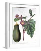 Aubergine, Botanical Plate from "Flore Des Jardins Du Royame Des Pays-Bas" by A. W. Sythoff, 1860-null-Framed Giclee Print
