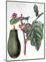 Aubergine, Botanical Plate from "Flore Des Jardins Du Royame Des Pays-Bas" by A. W. Sythoff, 1860-null-Mounted Giclee Print