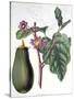 Aubergine, Botanical Plate from "Flore Des Jardins Du Royame Des Pays-Bas" by A. W. Sythoff, 1860-null-Stretched Canvas