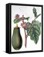 Aubergine, Botanical Plate from "Flore Des Jardins Du Royame Des Pays-Bas" by A. W. Sythoff, 1860-null-Framed Stretched Canvas