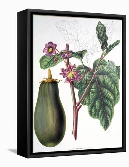 Aubergine, Botanical Plate from "Flore Des Jardins Du Royame Des Pays-Bas" by A. W. Sythoff, 1860-null-Framed Stretched Canvas