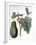 Aubergine, Botanical Plate from "Flore Des Jardins Du Royame Des Pays-Bas" by A. W. Sythoff, 1860-null-Framed Giclee Print