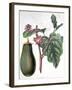 Aubergine, Botanical Plate from "Flore Des Jardins Du Royame Des Pays-Bas" by A. W. Sythoff, 1860-null-Framed Giclee Print