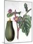 Aubergine, Botanical Plate from "Flore Des Jardins Du Royame Des Pays-Bas" by A. W. Sythoff, 1860-null-Mounted Giclee Print