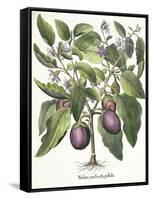 Aubergine: Melanzana fructu pallido, from the 'Hortus Eystettensis' by Basil Besler-null-Framed Stretched Canvas