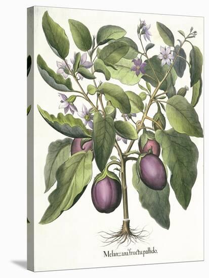 Aubergine: Melanzana fructu pallido, from the 'Hortus Eystettensis' by Basil Besler-null-Stretched Canvas