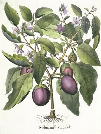 https://imgc.allpostersimages.com/img/posters/aubergine-melanzana-fructu-pallido-from-the-hortus-eystettensis-by-basil-besler_u-L-Q1NJ6GY0.jpg?artPerspective=n