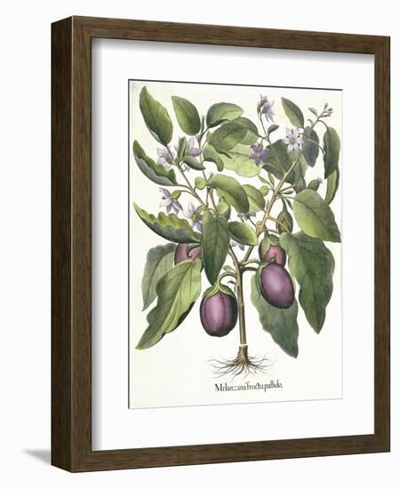 Aubergine: Melanzana fructu pallido, from the 'Hortus Eystettensis' by Basil Besler-null-Framed Giclee Print