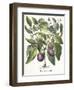 Aubergine: Melanzana fructu pallido, from the 'Hortus Eystettensis' by Basil Besler-null-Framed Giclee Print