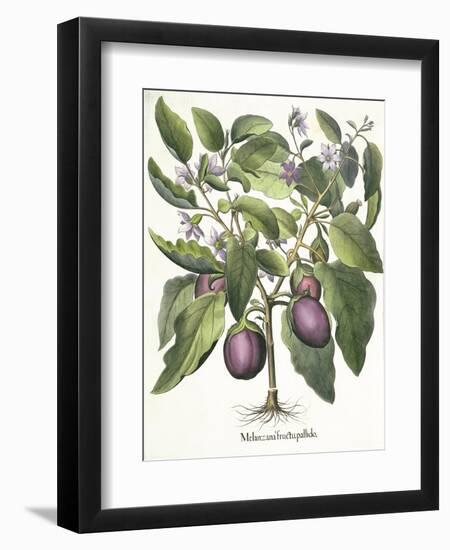 Aubergine: Melanzana fructu pallido, from the 'Hortus Eystettensis' by Basil Besler-null-Framed Giclee Print