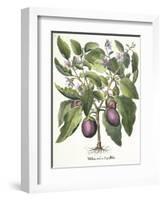 Aubergine: Melanzana fructu pallido, from the 'Hortus Eystettensis' by Basil Besler-null-Framed Giclee Print