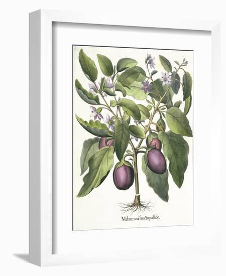 Aubergine: Melanzana fructu pallido, from the 'Hortus Eystettensis' by Basil Besler-null-Framed Giclee Print