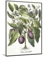 Aubergine: Melanzana fructu pallido, from the 'Hortus Eystettensis' by Basil Besler-null-Mounted Giclee Print