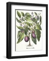 Aubergine: Melanzana fructu pallido, from the 'Hortus Eystettensis' by Basil Besler-null-Framed Premium Giclee Print