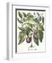 Aubergine: Melanzana fructu pallido, from the 'Hortus Eystettensis' by Basil Besler-null-Framed Premium Giclee Print