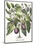 Aubergine: Melanzana fructu pallido, from the 'Hortus Eystettensis' by Basil Besler-null-Mounted Premium Giclee Print