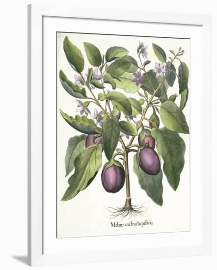 Aubergine: Melanzana fructu pallido, from the 'Hortus Eystettensis' by Basil Besler-null-Framed Giclee Print