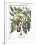 Aubergine: Melanzana fructu pallido, from the 'Hortus Eystettensis' by Basil Besler-null-Framed Giclee Print