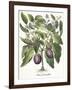 Aubergine: Melanzana fructu pallido, from the 'Hortus Eystettensis' by Basil Besler-null-Framed Giclee Print