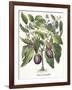 Aubergine: Melanzana fructu pallido, from the 'Hortus Eystettensis' by Basil Besler-null-Framed Giclee Print