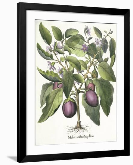 Aubergine: Melanzana fructu pallido, from the 'Hortus Eystettensis' by Basil Besler-null-Framed Giclee Print