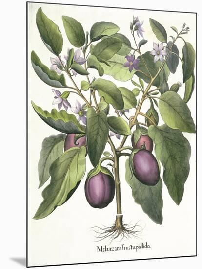 Aubergine: Melanzana fructu pallido, from the 'Hortus Eystettensis' by Basil Besler-null-Mounted Giclee Print