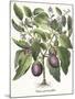 Aubergine: Melanzana fructu pallido, from the 'Hortus Eystettensis' by Basil Besler-null-Mounted Giclee Print