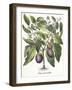 Aubergine: Melanzana fructu pallido, from the 'Hortus Eystettensis' by Basil Besler-null-Framed Giclee Print