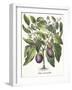 Aubergine: Melanzana fructu pallido, from the 'Hortus Eystettensis' by Basil Besler-null-Framed Giclee Print