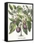 Aubergine: Melanzana fructu pallido, from the 'Hortus Eystettensis' by Basil Besler-null-Framed Stretched Canvas