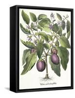 Aubergine: Melanzana fructu pallido, from the 'Hortus Eystettensis' by Basil Besler-null-Framed Stretched Canvas