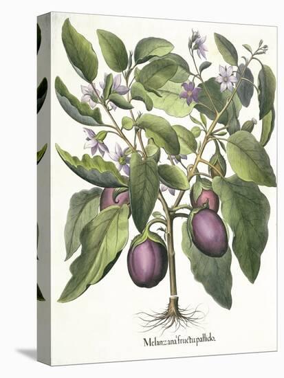 Aubergine: Melanzana fructu pallido, from the 'Hortus Eystettensis' by Basil Besler-null-Stretched Canvas